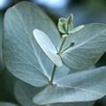Eucalyptus cinerea